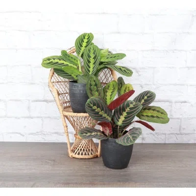 Thorsen's Greenhouse Live Prayer Plant Set In Classic Pots In Multi