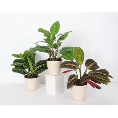 Thorsen's Greenhouse Live Prayer Plant Trio Set, 3 Piece Set In Natural