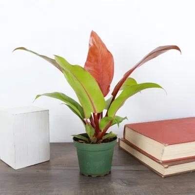 Thorsen's Greenhouse Live Prince Of Orange Philodendron Plant In Multi