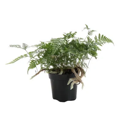 Thorsen's Greenhouse Live Rabbit's Foot Fern Plant In Multi