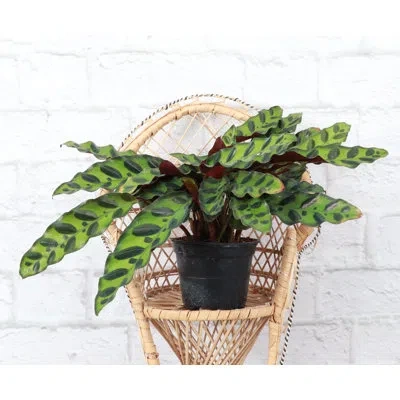 Thorsen's Greenhouse Live Rattlesnake Calathea Plant In Black