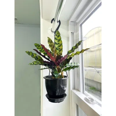 Thorsen's Greenhouse Live Rattlesnake Calathea Plant In Hanging Pot In Black