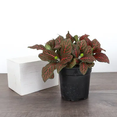 Thorsen's Greenhouse Live Red Fittonia Nerve Plant In Multi