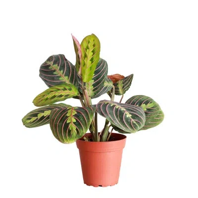 Thorsen's Greenhouse Live Red Prayer Plant In Green