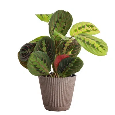 Thorsen's Greenhouse Live Red Prayer Plant In Ruffle Pot, 4-inch Diameter In Coffee