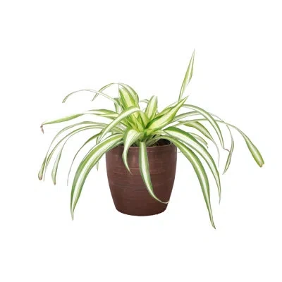 Thorsen's Greenhouse Live Spider Plant In Classic Pot In Copper