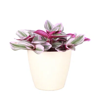 Thorsen's Greenhouse Live Tradescantia Nanouk Plant In Animal Print