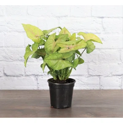 Thorsen's Greenhouse Live White Butterfly Plant In Green