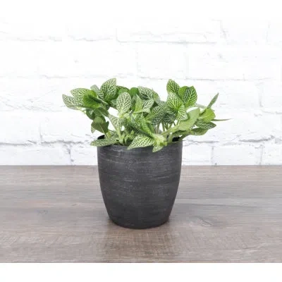 Thorsen's Greenhouse Live White Fittonia Nerve Plant In Classic Pot In Multi
