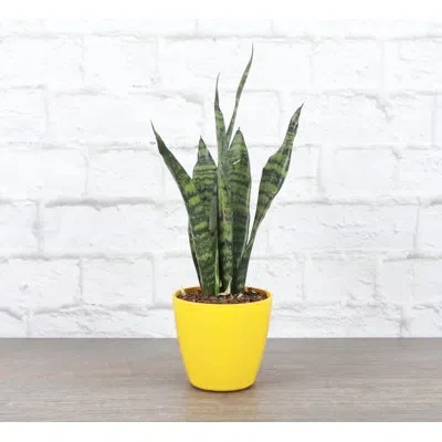 Thorsen's Greenhouse Live Zeylancia Snake Plant In Gold