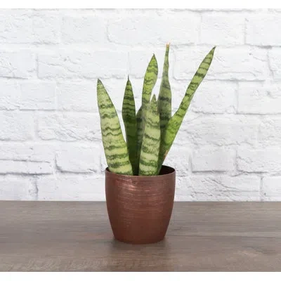 Thorsen's Greenhouse Live Zeylancia Snake Plant In Classic Pot In Brown