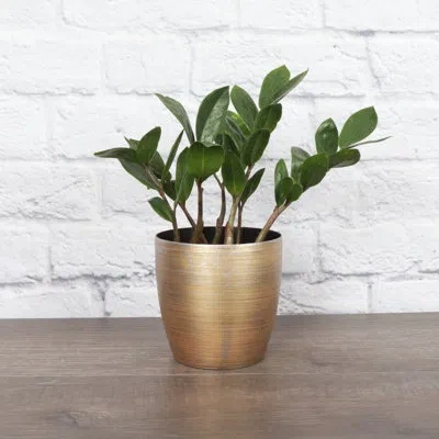 Thorsen's Greenhouse Live Zz Houseplant In Classic Pot In Gold