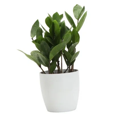 Thorsen's Greenhouse Live Zz Houseplant In Classic Pot In Animal Print
