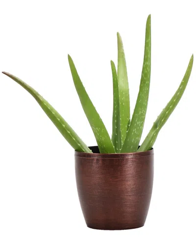 Thorsen's Greenhouse Aloe Vera In Small Copper Pot In Brown