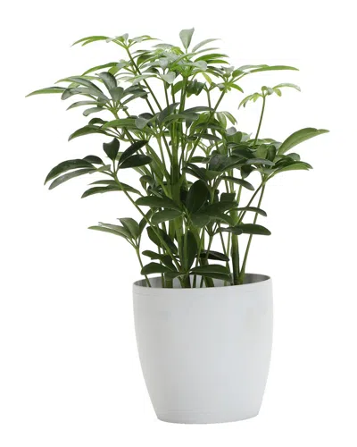 Thorsen's Greenhouse Arboricola In Small White Pot