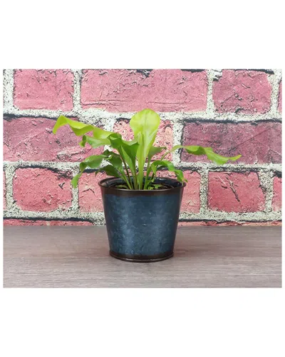 Thorsen's Greenhouse Bird's Nest Fern In Navy Metal Pot