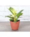 Thorsen's Greenhouse Birkin Philodendron In Terra Cotta Biodegradable Pot