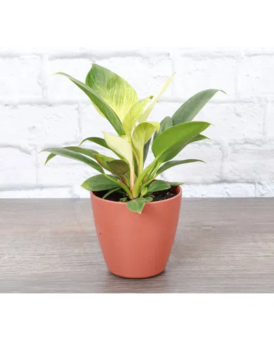 Thorsen's Greenhouse Birkin Philodendron In Terra Cotta Biodegradable Pot
