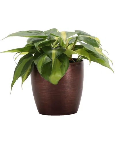 Thorsen's Greenhouse Brazil Philodendron In Small Copper Pot In Brown