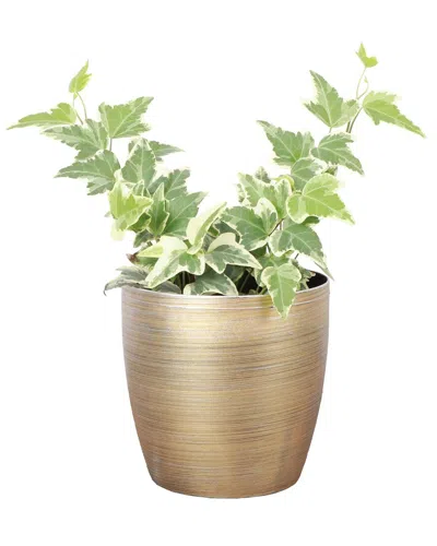 Thorsen's Greenhouse Button Fern In Gold