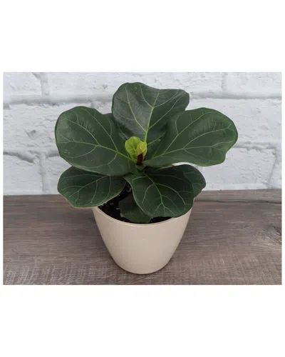 Thorsen's Greenhouse Fiddle Leaf Fig In Natural Biodegradable Pot