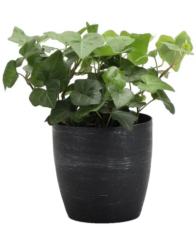 THORSEN'S GREENHOUSE THORSEN'S GREENHOUSE GREEN IVY IN SMALL BRUSHED SILVER POT