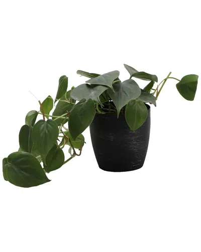 Thorsen's Greenhouse Green Philodendron In Small Brushed Silver Pot In Black