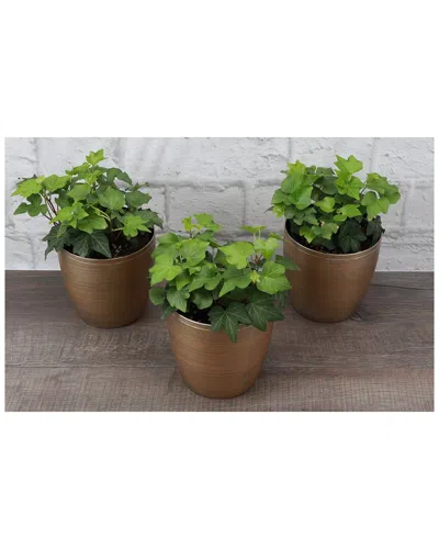 Thorsen's Greenhouse Holiday Greenery Set In Gold