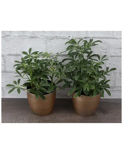 Thorsen's Greenhouse Holiday Starleaf Plant Gift Set In Gold