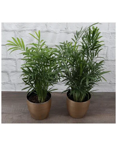 Thorsen's Greenhouse Holiday Tropical Palm Set In Gold