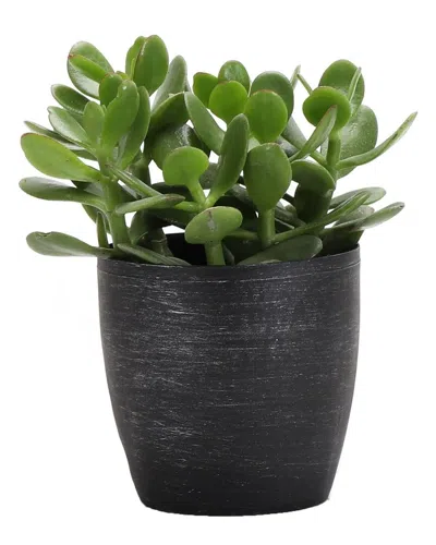Thorsen's Greenhouse Jade In Small Brushed Silver Pot In Black