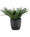 Thorsen's Greenhouse Janet Craig Compacta In Small Brushed Silver Pot