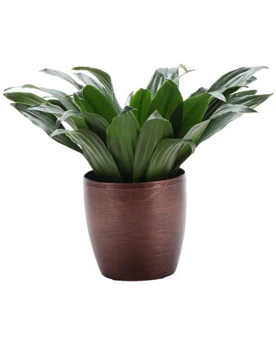 Thorsen's Greenhouse Janet Craig Compacta In Small Copper Pot In Brown