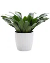 Thorsen's Greenhouse Janet Craig Compacta In Small White Pot