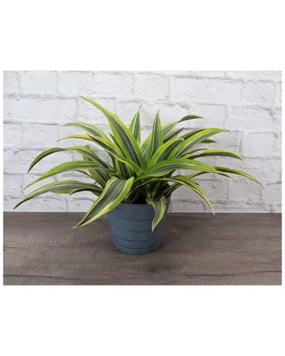 Thorsen's Greenhouse Silver Bay Agleonema In Contemporary Copper Pot In Blue