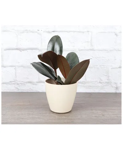 Thorsen's Greenhouse Live Burgundy Rubber Plant In Natural