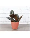 Thorsen's Greenhouse Live Burgundy Rubber Plant, Terra Cotta Biodegradable Pot In Red