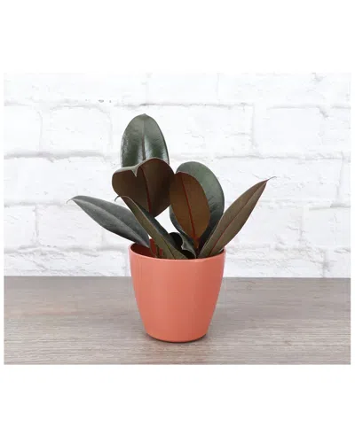 Thorsen's Greenhouse Live Burgundy Rubber Plant, Terra Cotta Biodegradable Pot In Red
