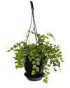 Thorsen's Greenhouse Live Button Fern In Hanging Pot In Black
