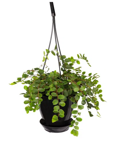 Thorsen's Greenhouse Live Button Fern In Hanging Pot In Black