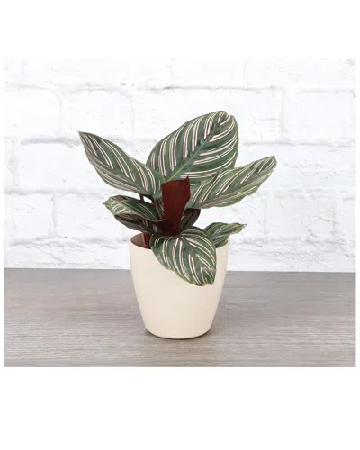 Thorsen's Greenhouse Live Calathea Pink Pinstripe, Natural Biodegradable Pot