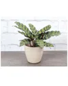 Thorsen's Greenhouse Live Calathea Rattlesnake, Natural Biodegradable Pot In Natural