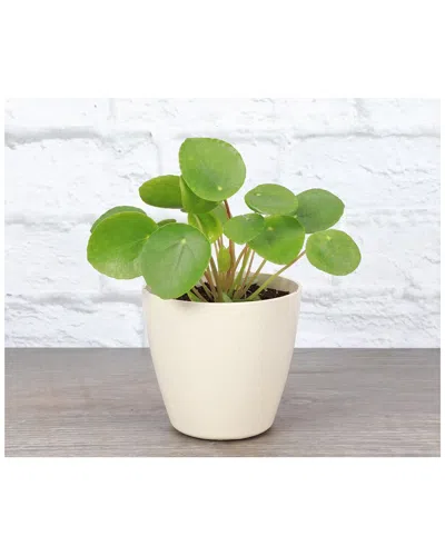 Thorsen's Greenhouse Live Chinese Money Plant