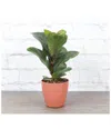 Thorsen's Greenhouse Live Fiddle Leaf Fig In Red