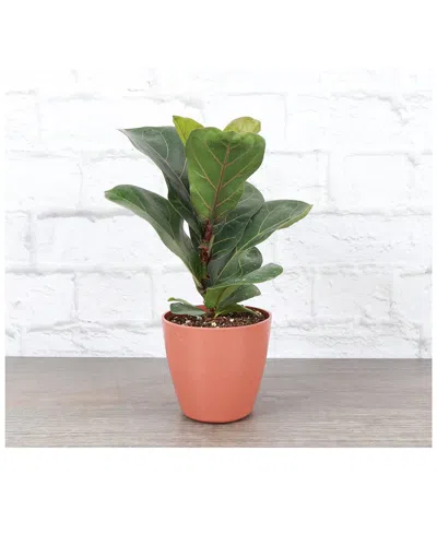 Thorsen's Greenhouse Live Fiddle Leaf Fig, Terra Cotta Biodegradable Pot In Red