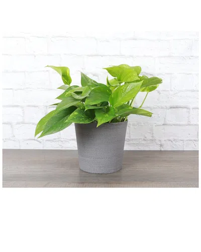Thorsen's Greenhouse Live Golden Pothos Plant In Gray