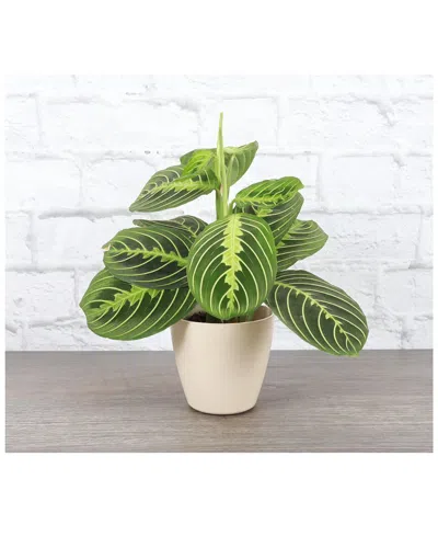 Thorsen's Greenhouse Live Green Maranta In Natural Biodegradable Pot In Neutral