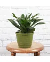 Thorsen's Greenhouse Live Janet Craig Compactain Festive Green Planter In Green
