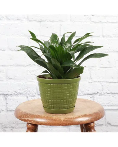 Thorsen's Greenhouse Live Janet Craig Compactain Festive Green Planter