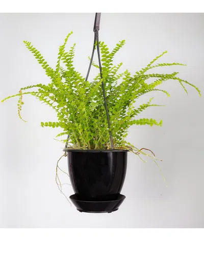 Thorsen's Greenhouse Live Lemon Button Fern Plant In Hanging Pot In Black